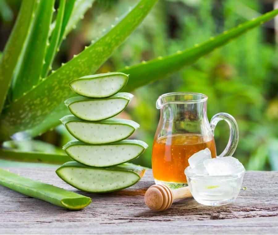 dr tảo xoắn đại việt